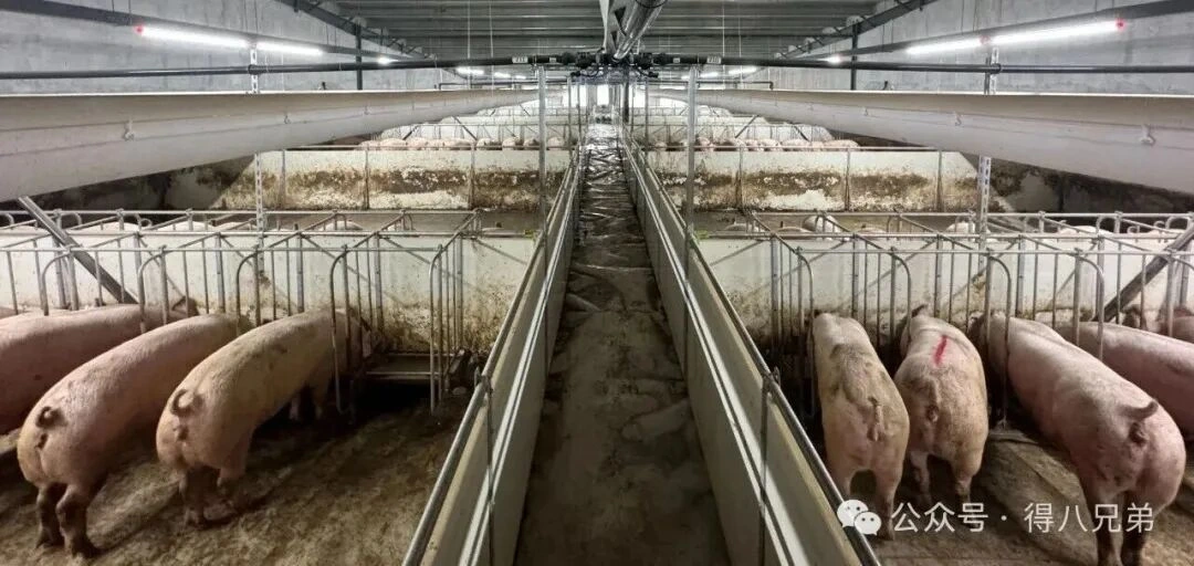 Kohalikud toorained: seafarmides vedelsööda peamised sünergia ja väärtuse eelised